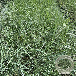 Ammophila arenaria GM 2,0L