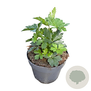 Anemone sylvestris GM 2,0L