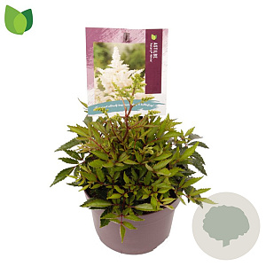 Astilbe (A) 'Astary White' GM 2,0L