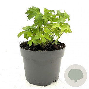 Astrantia 'Buckland' GM 2,0L