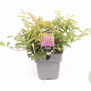 Astilbe c. 'Pumila' GM 2,0L