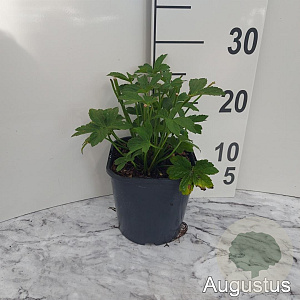 Astrantia maj. 'Roma' GM 2,0L