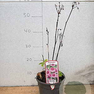 Astrantia maj. 'Roma' GM 2,0L