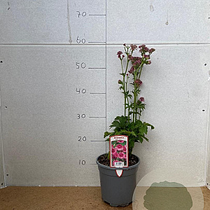Astrantia maj. 'Roma' GM 2,0L