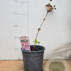 Astrantia maj. 'Roma' GM 2,0L
