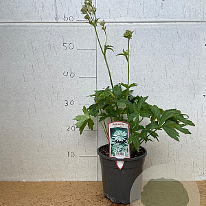 Astrantia maj. 'Shaggy' GM 2,0L
