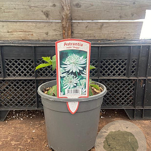 Astrantia maj. 'Shaggy' GM 2,0L
