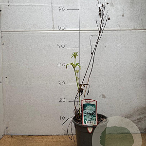 Astrantia maj. 'Shaggy' GM 2,0L