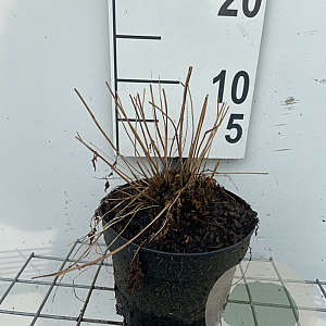 Athyrium filix-femina GM 2,0L