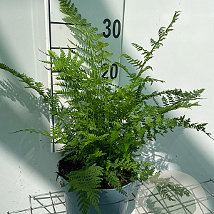 Athyrium filix-femina GM 2,0L
