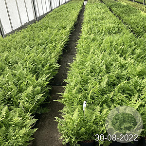 Athyrium filix-femina GM 2,0L