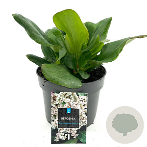 Bergenia 'Bressingham White' GM 2,0L