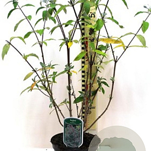 Buddleja d. 'Empire Blue' 20-30 cm 2,0L struik