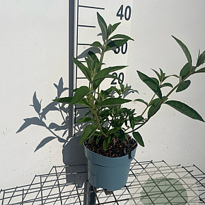 Buddleja d. 'Empire Blue' GM 2,0L