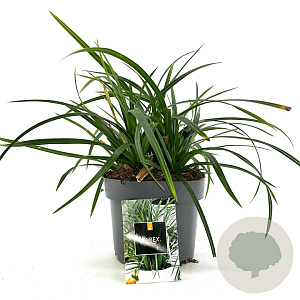Carex morrowii 'Irish Green' GM 2,0L