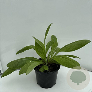 Centaurea montana GM 2,0L