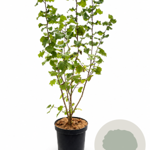 Corylus avellana 80-100 cm 7,5L