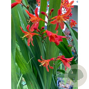 Crocosmia 'Carmine Brilliant' GM 2,0L