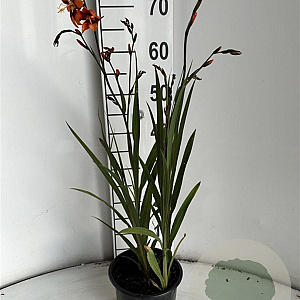 Crocosmia 'Emily McKenzie' GM 2,0L