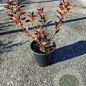 Deutzia gracilis GM C1.5