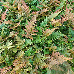 Dryopteris erythrosora GM 2,0L