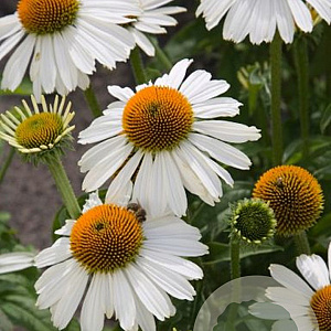 Echinacea White Meditation GM 2,0L