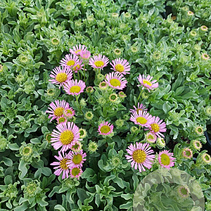 Erigeron gl. 'Sea Breeze' GM 2,0L