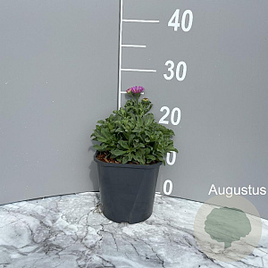 Erigeron gl. 'Sea Breeze' GM 2,0L