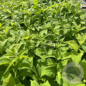 Eupatorium purpureum GM 2,0L