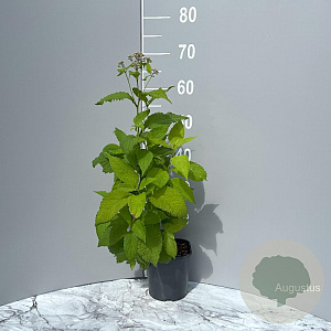 Eupatorium purpureum GM 2,0L