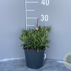 Gaura l. 'Snowstorm' GM 2,0L