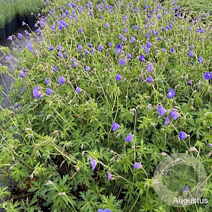 Geranium 'Brookside' GM 2,0L
