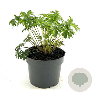 Geranium 'Brookside' GM 2,0L