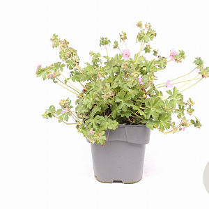 Geranium sang. 'Max Frei' GM 2,0L