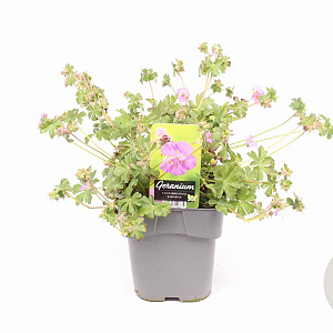 Geranium sang. 'Max Frei' GM 2,0L