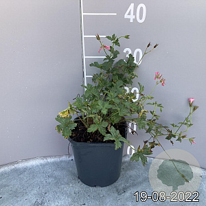 Geranium endressii 'Wargrave Pink' GM 2,0L