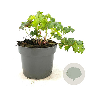 Geranium himalayense GM 2,0L