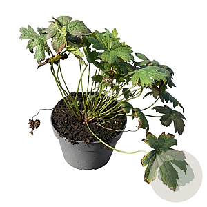 Geranium 'Patricia' GM 2,0L