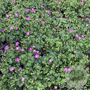 Geranium sang. 'Max Frei' GM 2,0L