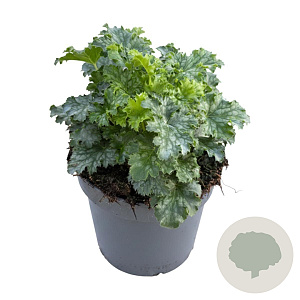 Heuchera 'Green Spice' GM 2,0L