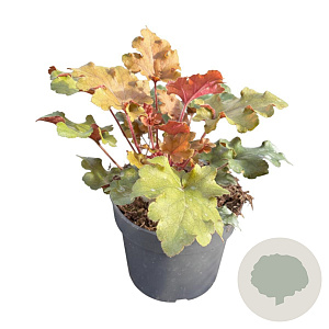 Heuchera 'Marmalade' GM 2,0L