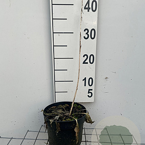 Hosta 'Francee' GM 2,0L