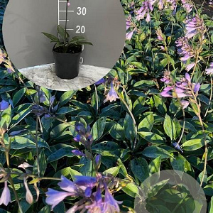 Hosta 'Halcyon' GM 2,0L