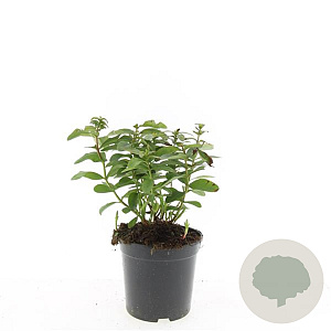 Hypericum calycinum GM C1.5