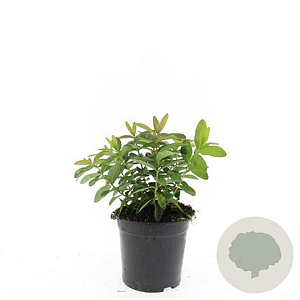 Hypericum calycinum GM C1.5