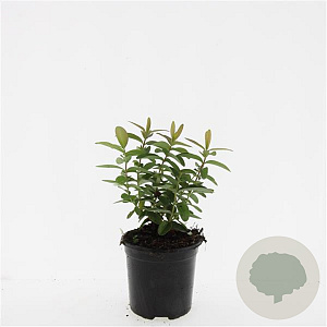 Hypericum calycinum GM C1.5