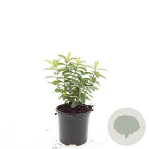Hypericum calycinum GM C1.5