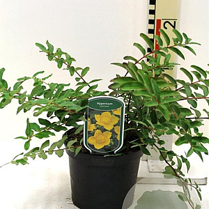 Hypericum moserianum GM C1.5