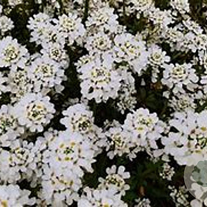 Iberis semp. 'Alexander's White' GM 2,0L
