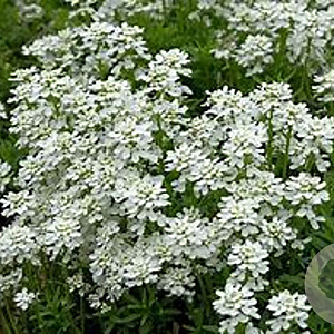 Iberis semp. 'Schneeflocke' GM 2,0L